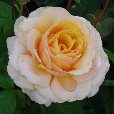 Yougarden Harkness Rose 'you're One In A Million' Gift Wrapped Established 4 Litre PotGold FragrantRepeat FloweringGift Shrub from B&Q