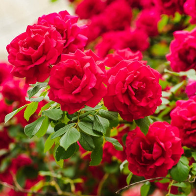 Yougarden Harkness Rose 'ruby Wedding Celebration'Gift Wrapped Established Plant In 4L PotReady To PlantRed Rose For PotsBedsAnd B from B&Q