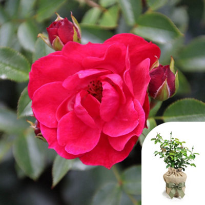 Yougarden Harkness Roses Matthew's RoseGift Wrapped Established Plant In 4 Litre PotReady To Plant Patio RoseFor Raspberry Red Flowe from B&Q