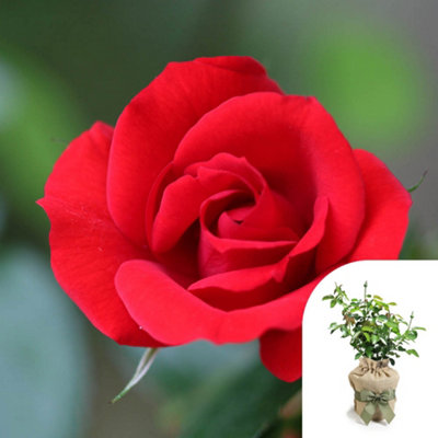 You Garden Harkness Roses 'red Romance' RoseGift Wrapped Established Plant In 3 Litre PotReady To Plant RoseFor PotsBedsAnd Borders from B&Q