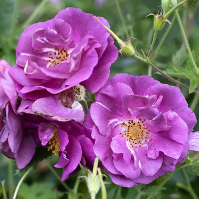 Yougarden Rose 'rhapsody In Blue'Gift Wrapped Established Plant In 4L PotReady To Plant from B&Q