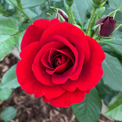 Yougarden Rose 'royal William'Gift Wrapped Established Plant In 4 Litre PotReady To PlantFor PotsBedsAnd Borders from B&Q