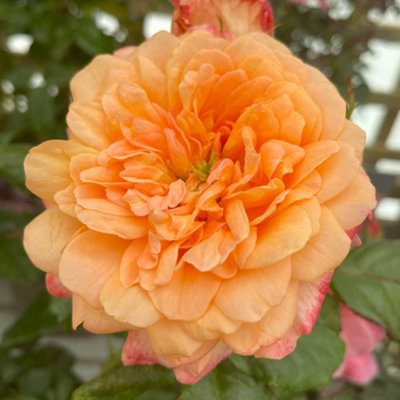 Yougarden Harkness Roses 'samaritan' Rose Gift Wrapped Established Plant In 4 Litre PotReady To Plant from B&Q