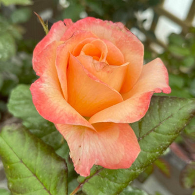 Yougarden Harkness Heather's RosePeach Apricot RoseGift Wrapped 4 Litre PotFragrant Garden GiftReady To Plant from B&Q