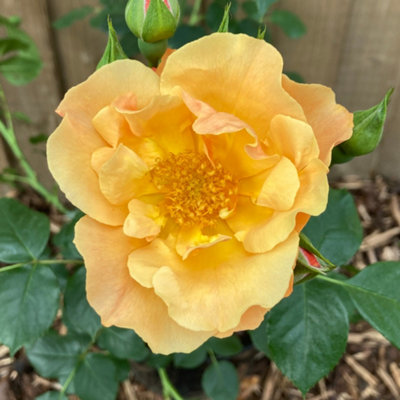 B&Q -  Harkness Rose 'simple Gold' Gift Wrapped Established Plant In 4 Litre PotReady To Plant RoseFor PotsBedsAnd Borders,