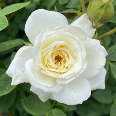 Yougarden Harkness Roses 'snowcap' RoseGift Wrapped Established Plant In 4 Litre PotReady To PlantWhite Rose For PotsBedsAnd Borde from B&Q