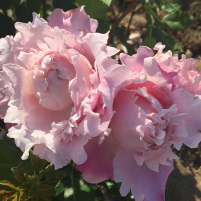 Yougarden Rose 'king Charles Coronation'Gift Wrapped In 4 Litre PotReady To Plant from B&Q