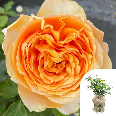 Yougarden Harkness Rose 'always In Our Thoughts'Gift Wrapped Floribunda Shrub In 4 Litre PotApricot Yellow Medium Fragrance from B&Q