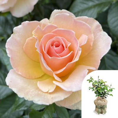 Yougarden Harkness Rose 'susan Daniel'Gift Wrapped Established Plant In 4 Litre PotReady To Plant Amber Roses For Garden Borders And Pat from B&Q
