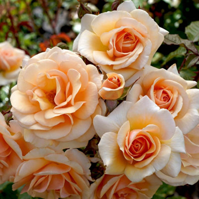 Yougarden Rose 'sweet Honey'Gift Wrapped Established Plant In 4L PotReady To Plant from B&Q