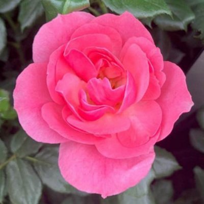 Yougarden Harkness Roses 'the Eve' RoseGift Wrapped Established Rose In 4 Litre PotReady To Plant For BedsBordersAnd Pots from B&Q