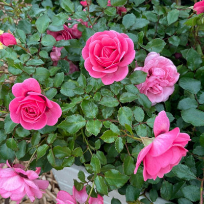 Yougarden Harkness Roses Donald's RoseGift Wrapped Floribunda Shrub 4 Litre PottedPink Flowers Ready To Plant from B&Q