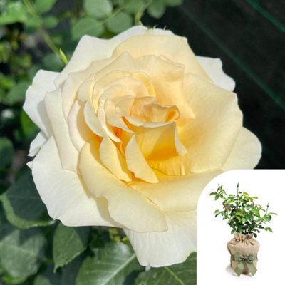 Yougarden Harkness Rose 'best Teacher Ever'Gift Wrapped 4 Litre Potted RoseReady To Plant from B&Q
