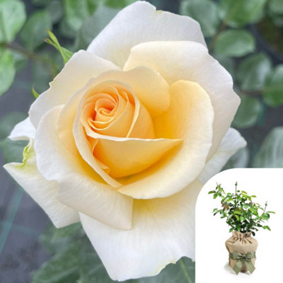 Yougarden Harkness Rose 'john Ystumllyn' Gift Wrapped Established Rose 4 Litre PotReady To PlantFor BedsBordersAnd Pots from B&Q