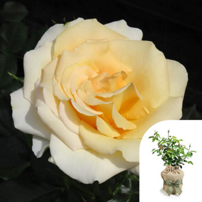 Yougarden Harkness Roses Gary's RoseGift Wrapped Established 4 Litre PotYellow Hybrid Tea BushRepeat Flowering Garden Colour Patio from B&Q
