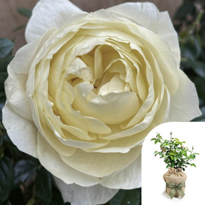 Yougarden Harkness Rose 'true Love'Gift Wrapped Established Rose In 4 Litre PotReady To PlantFor BedsBordersAnd Pots from B&Q