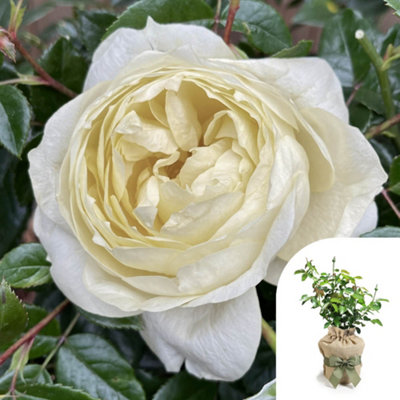 Yougarden Harkness Roses Emma's RoseGift Wrapped Floribunda White Cream4 Litre Potted PlantFragrant Garden ColourReady To Plant from B&Q