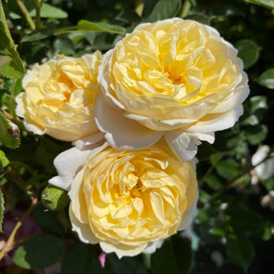 Yougarden Harkness Rose 'rest In Peace'Gift Wrapped Established 4 Litre PotYellow Floribunda Repeat Flowering Gift from B&Q