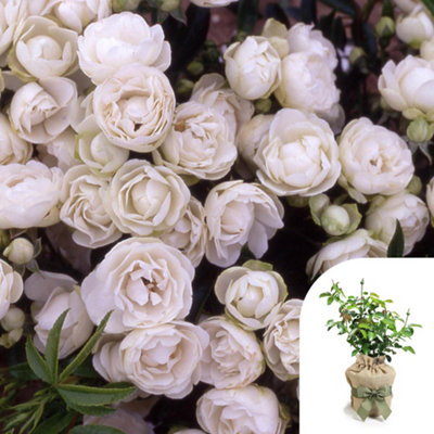 Yougarden Harkness Rose ‘paper 1St Wedding Anniversary’ , Gift Wrapped Established Rose In 4 Litre Pot, Ready To Plant.