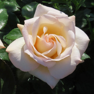 Yougarden Harkness Roses Claire's RoseGift Wrapped Established Plant In 4 Litre PotReady To Plant Floribunda Bush RoseFor Summer To from B&Q