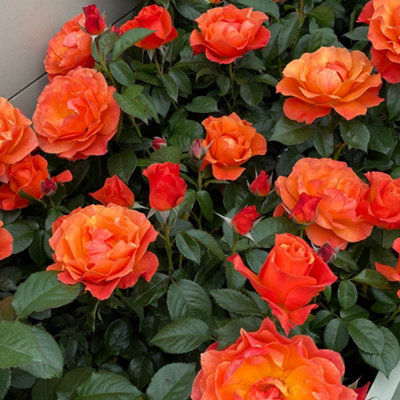 Yougarden Harkness 'word Forest Fellowship' RoseGift Wrapped Floribunda Charity Roses4 Litre Pot Orange Blooms Fragrant from B&Q