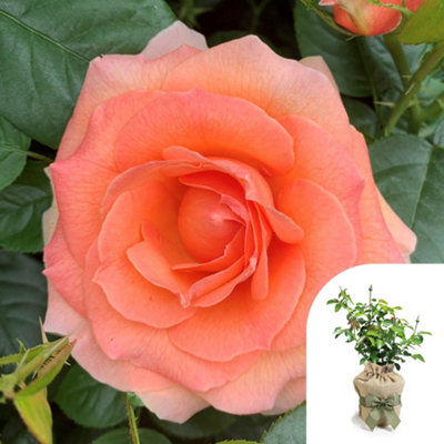 Yougarden Harkness 'fab At 80'  Birthday RoseGift Wrapped Potted In A 4 Litre PotGarden ReadyBirthday 80Th Gift from B&Q
