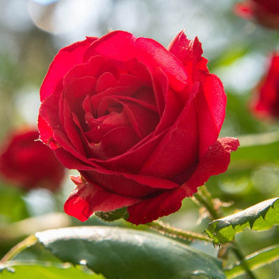 Yougarden Patio Standard Red Rose In 4 Litre PotReady To Plant40Cm Stem from B&Q
