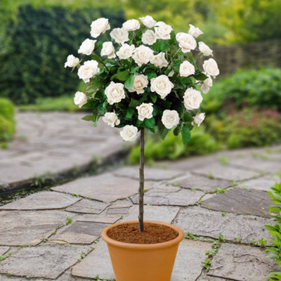 You Garden Yougarden Patio Standard White Rose In 4 Litre PotGift WrappedReady To Plant40Cm Stem from B&Q