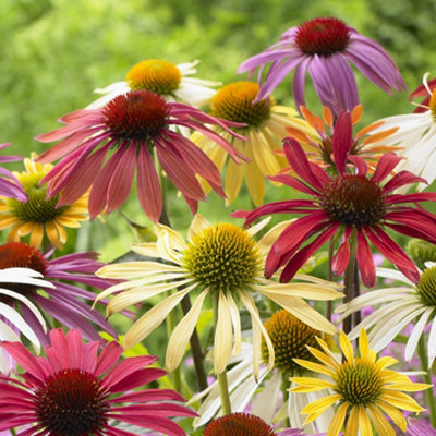 Yougarden Echinacea 'cheyenne Spirit'Hardy Perennial X 12 Jumbo Plug Plants from B&Q