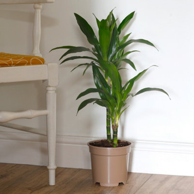 Yougarden Dracaena 'janet Craig' Two Stem Houseplant17Cm PotGreen Foliage Indoor Plant from B&Q