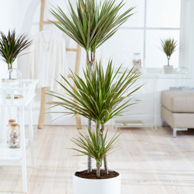 B&Q -  Dracaena Bicolor Three Stem Houseplant24Cm PotEdged Foliage Air Purifying Indoor