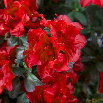 Yougarden You GardenAzalea Encore 'autumn Fire' 8Cm X3 from B&Q