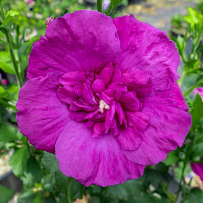 Yougarden Hibiscus 'purple Chiffon'1 X 3 Litre PotHardy ShrubSemi DoublePurple Summer Flowering from B&Q