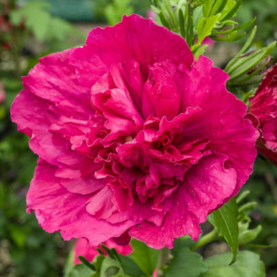 Yougarden Hibiscus Red Chiffon1 X 3 Litre PotHardy ShrubDouble Reddish PinkSummer Garden Colour from B&Q