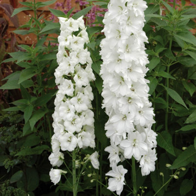 B&Q -  Delphinium 'guardian White'Hardy PerennialBright FlowersCut FlowerReady To Plant3 Litre Pot