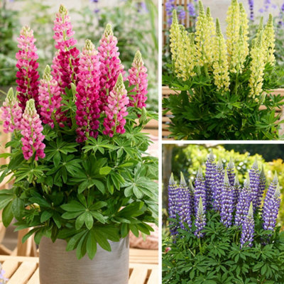 Yougarden Lupin Lupinova Collection3 X Hardy Perennial Plants In 9Cm PotsSummer ColourReady To Plant from B&Q