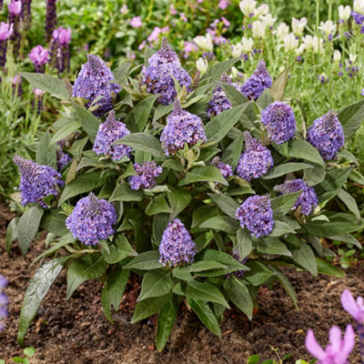 Yougarden Buddleia 'little Rockstars Blue'3 X 9Cm PotsCompact Butterfly BushesReady To Plant Patio Shrubs from B&Q