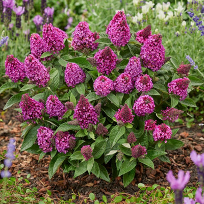 Yougarden Buddleia 'little Rockstars Red'1 X 9Cm PotCompact Butterfly BushReady To Plant Patio Shrub from B&Q