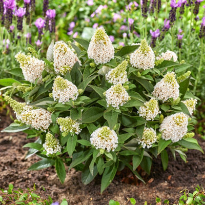 Yougarden Buddleia 'little Rockstars White'1 X 9Cm PotCompact Butterfly BushReady To Plant Patio Shrub from B&Q