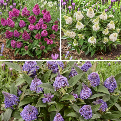 Yougarden Buddleia 'little Rockstars' Collection3 X 9Cm PotsCompact Butterfly BushesReady To Plant Patio Shrubs from B&Q