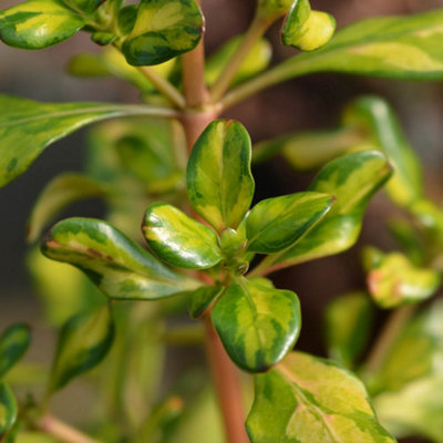 B&Q -  Coprosma 'lemon And Lime' Evergreen Shrub9Cm PotColourful Looking Glass Patio Plant