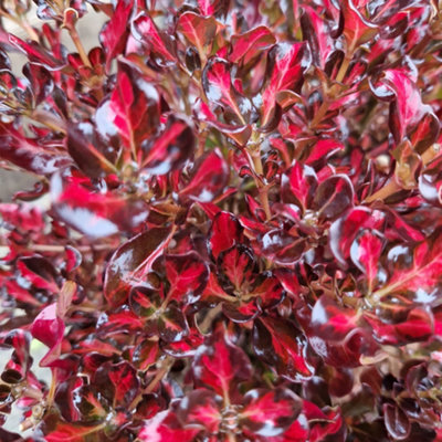 B&Q -  Coprosma 'northern Lights'3 X Evergreen Shrubs In 9Cm PotsRed Variegated Patio Foliage Plants