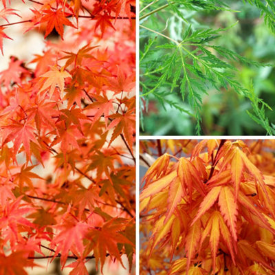 Yougarden Acer Palmatum Japanese Maple CollectionSet Of Three Established Plants In 1.5L PotsThree Acer Palmatum Maple Trees ' from B&Q