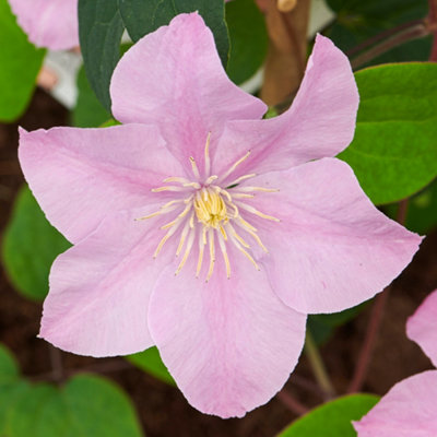Yougarden Clematis 'pompeii Boulevard'3 X Established Plants In 10.5Cm Pots from B&Q