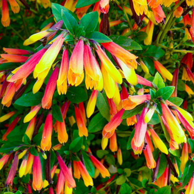 B&Q -  Brazilian Fuchsia Jacobinia PaucifloraScarlet Yellow Winter Flowering Evergreen ShrubPollinator FriendlyReady To G