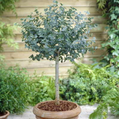 Yougarden Eucalyptus Tree 'gunnii' Standards 2 X 60-100Cm Tall In 2 Litre PotsOutdoor Garden Trees For Pots And PatiosSupplied from B&Q