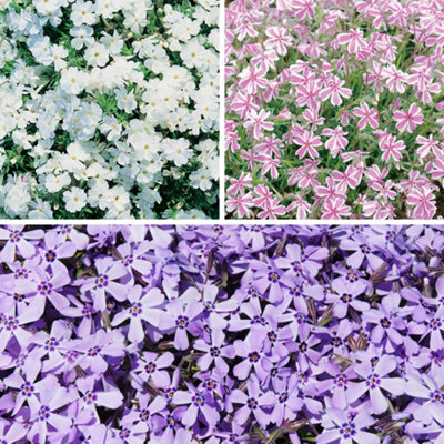 Yougarden 12 X Creeping Phlox CollectionMixed Plug PlantsReady To Grow from B&Q