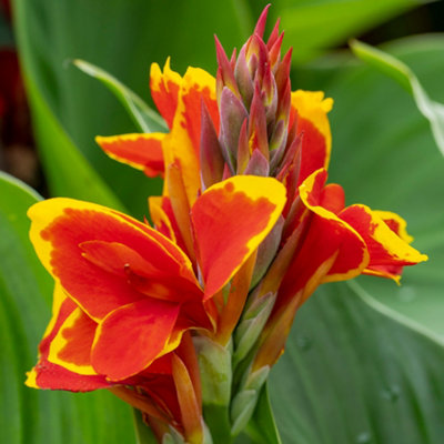 Yougarden You Garden Canna Lily Red Golden Flame Established Plant In 9Cm Pot from B&Q