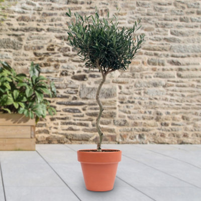 Yougarden Spiral Stem Standard Olive TreeEstablished 120-150Cm Tall Plant In 7L Terracotta-Style Plastic PotReady To Display from B&Q