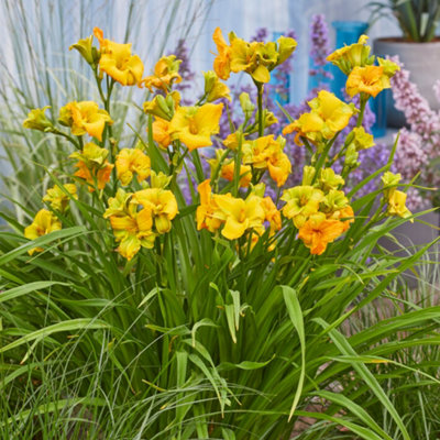 Yougarden Daylily 'see You Tomorrow'3 X 9Cm PotsEvergreenEarly FloweringSeven Day BloomsRhs Chelsea 2025 Shortlisted from B&Q